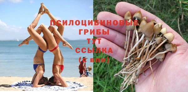 прущие грибы Алексин
